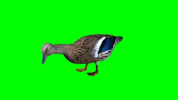 Duck Isolated Green Background — Stock Photo, Image