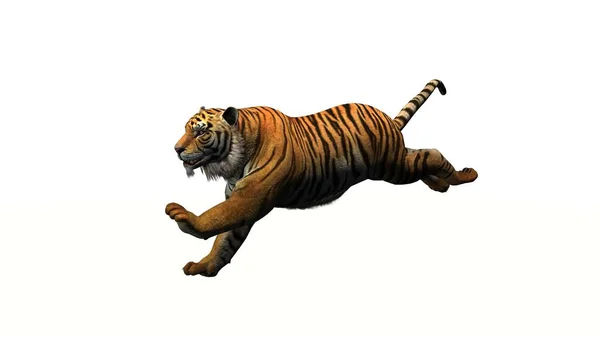 Тигр Изолирован Белом Фоне — стоковое фото