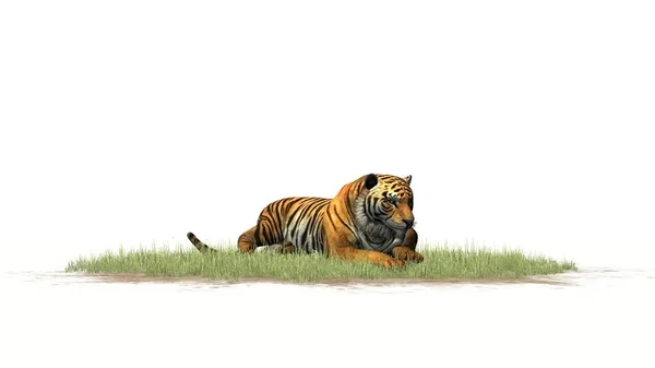 老虎在绿草 被隔绝在白色背景 — 图库照片