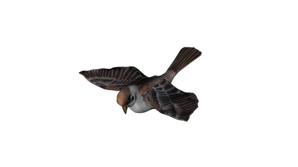 Een Vliegende Sparrow Geïsoleerd Witte Achtergrond — Stockfoto
