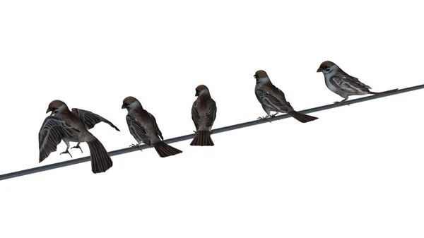 Vrabci Group Izolované Bílém Pozadí — Stock fotografie