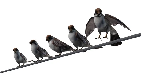 Vrabci Group Izolované Bílém Pozadí — Stock fotografie