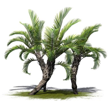 Beyaz arka plan üzerinde izole bir yeşil alan - birkaç farklı kıvırcık palmiye ağaçlarının