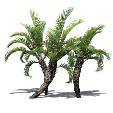 birkaç farklı kıvırcık palmiye ağaçları ile gölge beyaz arka plan üzerinde izole kat-