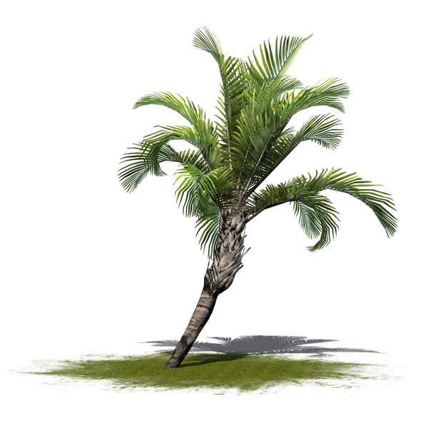 Jediného Curly Palm Zeleně Izolované Bílém Pozadí — Stock fotografie