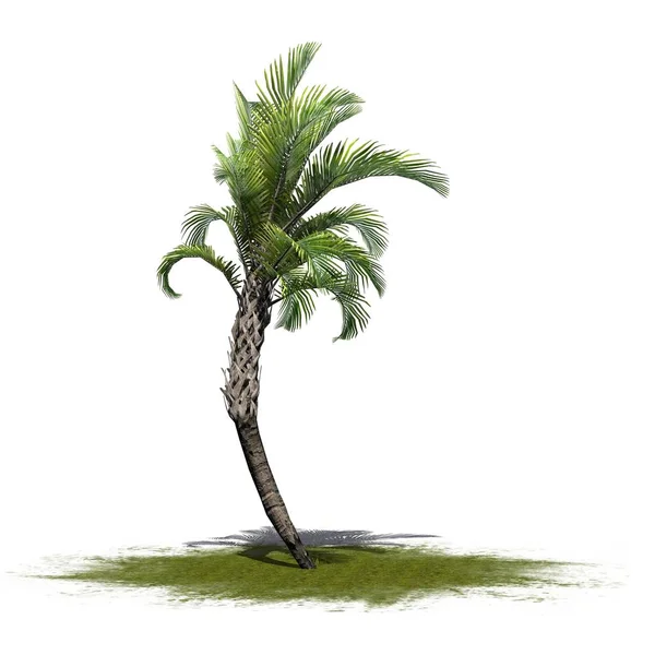 Lockige Palme Auf Einer Grünen Fläche Isoliert Auf Weißem Hintergrund — Stockfoto