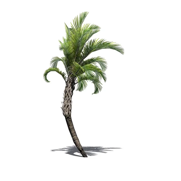 Lockigt Palm Med Skugga Golvet Isolerad Vit Bakgrund — Stockfoto