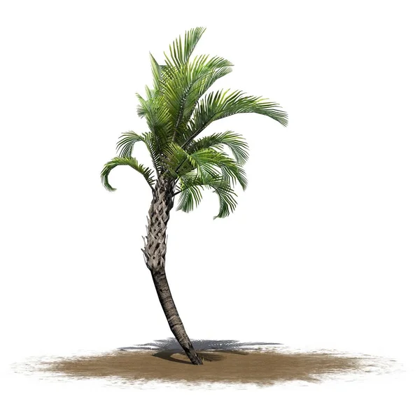 Gekrulde Palm Een Zand Gebied Geïsoleerd Witte Achtergrond — Stockfoto