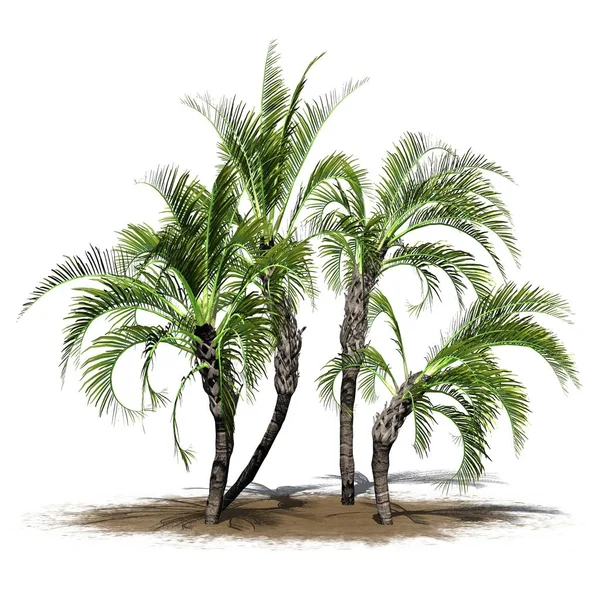 Mehrere Lockige Palmen Auf Einer Sandfläche Isoliert Auf Weißem Hintergrund — Stockfoto