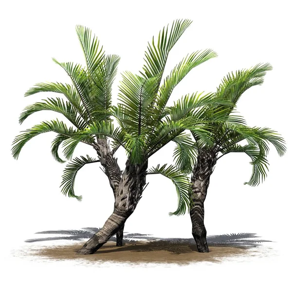 Mehrere Verschiedene Lockige Palmen Auf Einer Sandfläche Isoliert Auf Weißem — Stockfoto