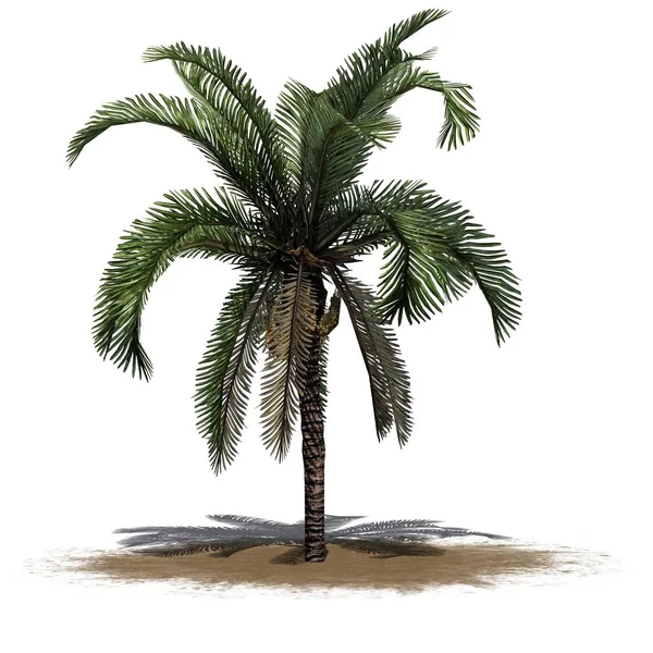 Ett Enda Datum Palm Ett Sandområde Isolerad Vit Bakgrund — Stockfoto
