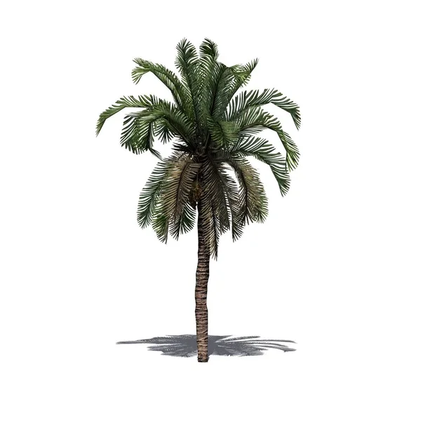 Dátum Palm Árnyéka Földön Elszigetelt Fehér Background — Stock Fotó
