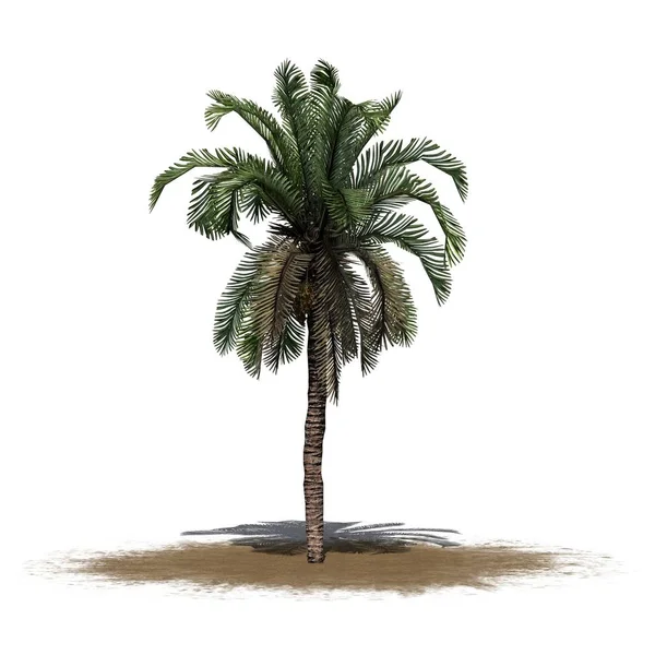 Date Palm Písek Oblast Izolované Bílém Pozadí — Stock fotografie