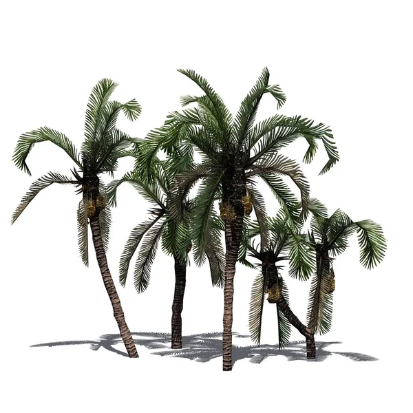 Várias Tamareiras Date Palm Com Sombra Chão Isolado Fundo Branco — Fotografia de Stock