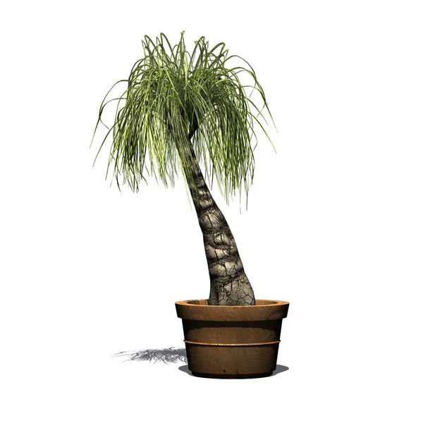 Lófarok Palm Pot Árnyéka Földön Elszigetelt Fehér Background — Stock Fotó