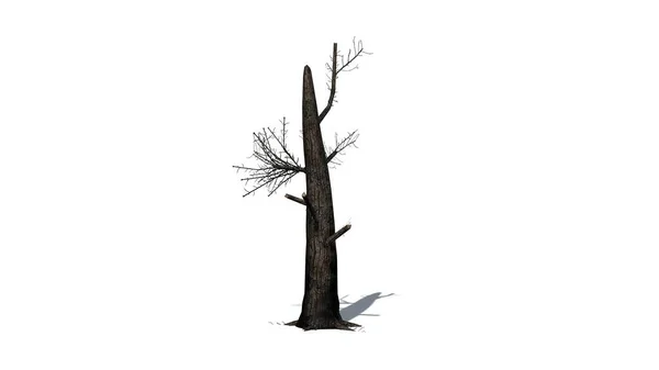 Árvore Queimada Com Sombra Chão Isolado Fundo Branco — Fotografia de Stock