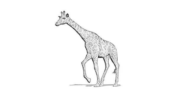 Жираф Идет Тенью Полу Карандашный Рисунок Изолированный Белом Фоне — стоковое фото