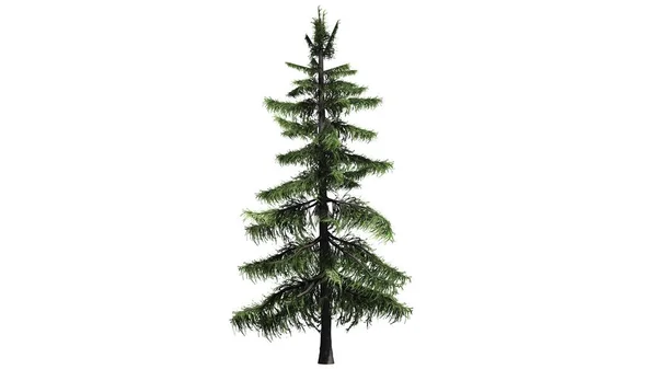 Alaska Cedar Tree Isolerad Vit Bakgrund — Stockfoto