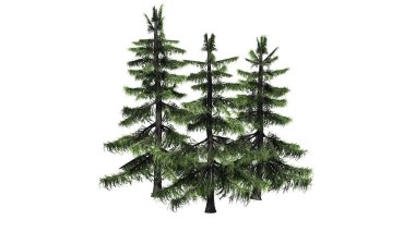Alaska sedir ağacı küme - beyaz arka plan üzerinde izole