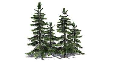 Alaska sedir ağacı küme katta - beyaz arka plan üzerinde izole gölgeli
