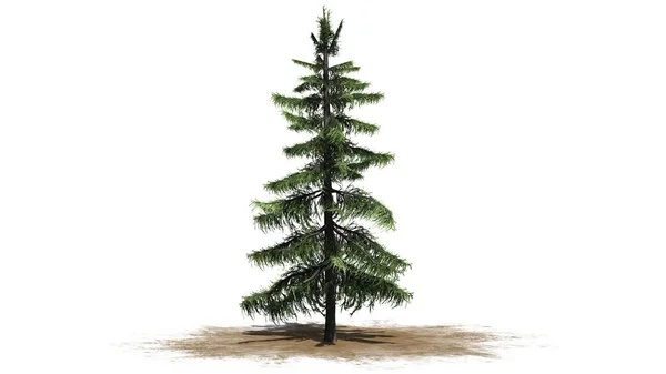 Alaska Cedar Drzewa Powierzchni Piasku Białym Tle — Zdjęcie stockowe