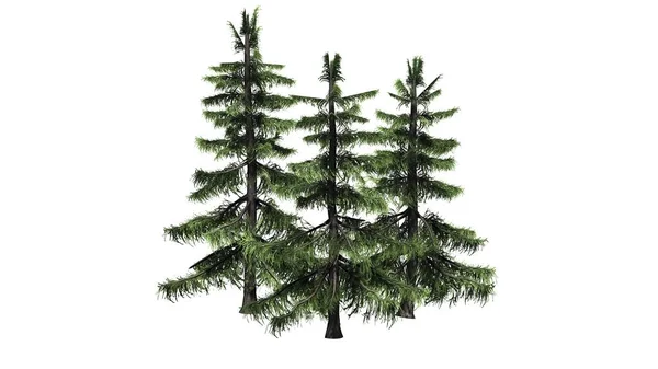 Alaska Cedar Tree Cluster Izolované Bílém Pozadí — Stock fotografie