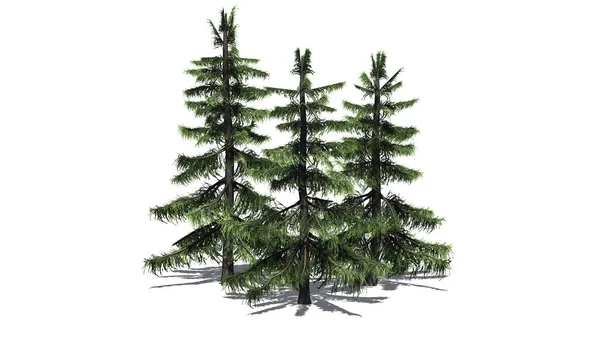 Alaska Cedar Tree Kluster Med Skugga Golvet Isolerad Vit Bakgrund — Stockfoto