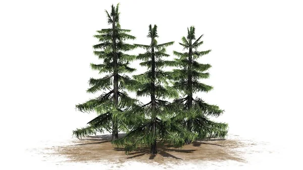Alaska Cedar Drzewa Klastra Powierzchni Piasku Białym Tle — Zdjęcie stockowe