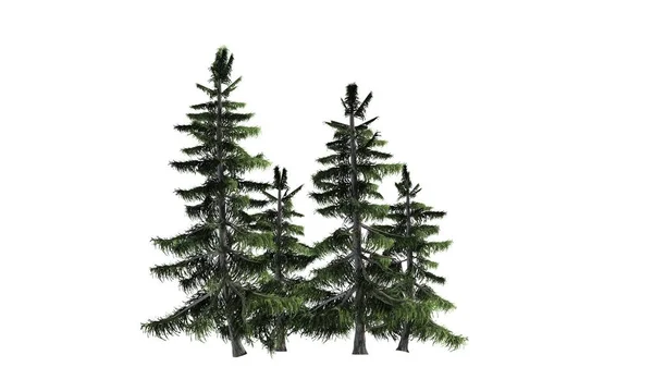 Alaska Cedar Drzewa Klastra Białym Tle — Zdjęcie stockowe