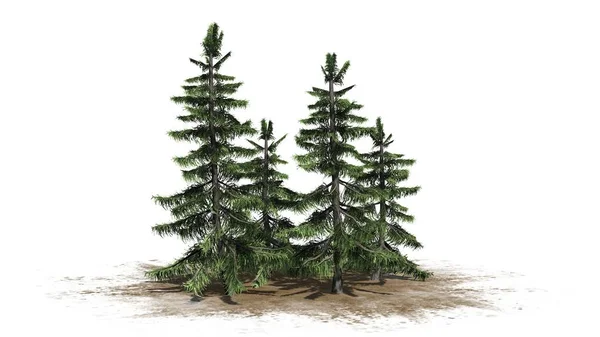 Alaska Cedar Drzewa Klastra Powierzchni Piasku Białym Tle — Zdjęcie stockowe