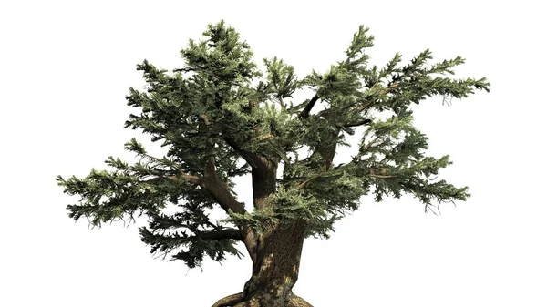 Cederträ Libanon Tree Isolerad Vit Bakgrund — Stockfoto