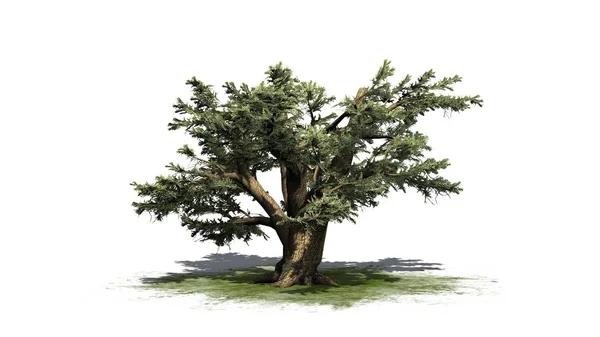 Cedr Libański Drzewa Zielonej Okolicy Białym Tle — Zdjęcie stockowe