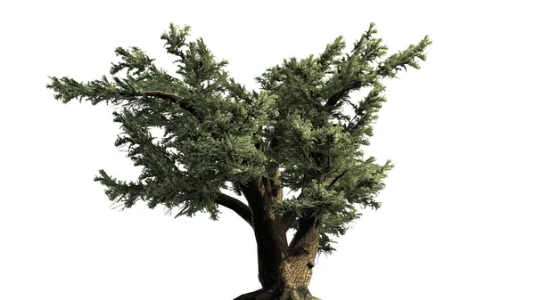 Cedr Libański Drzewa Izolowana Białym Tle — Zdjęcie stockowe
