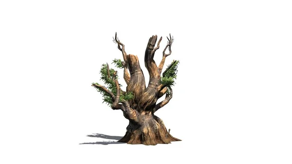 Katta Beyaz Arka Plan Üzerinde Izole Gölgeli Bristlecone Çam Ağacı — Stok fotoğraf