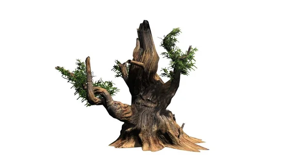 Bristlecone Pine Tree Που Απομονώνονται Λευκό Φόντο — Φωτογραφία Αρχείου