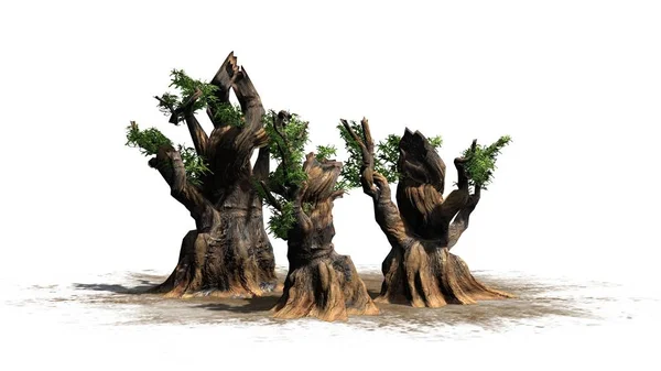 Bristlecone Pine Tree Cluster Uma Área Areia Isolado Fundo Branco — Fotografia de Stock