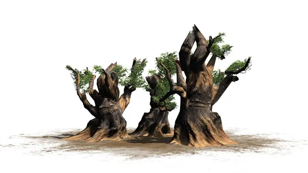 Bristlecone Pine Tree Συμπλέγματος Μια Άμμο Περιοχή Που Απομονώνονται Λευκό — Φωτογραφία Αρχείου