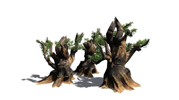 Bristlecone Pine Tree Συμπλέγματος Σκιά Στο Πάτωμα Απομονώνονται Λευκό Φόντο — Φωτογραφία Αρχείου