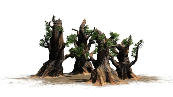 Bristlecone Pine Tree Cluster Uma Área Areia Isolado Fundo Branco — Fotografia de Stock