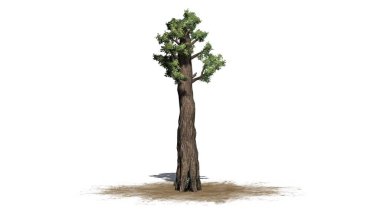 Ağaç beyaz arka plan üzerinde izole bir kum alanında-