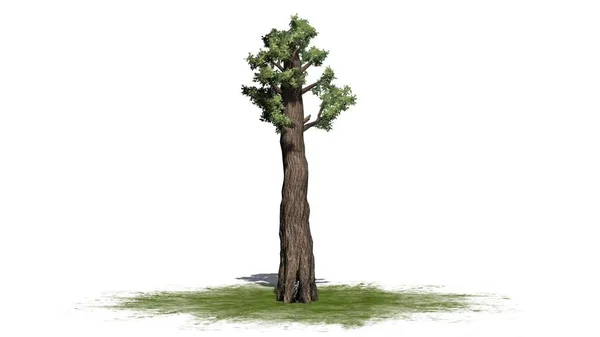 Ağaç Üzerinde Beyaz Arka Plan Üzerinde Izole Bir Yeşil Alan — Stok fotoğraf