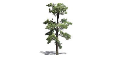 Katta - beyaz arka plan üzerinde izole gölge ile Doğu beyaz çam ağacı