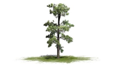 Beyaz arka plan üzerinde izole bir yeşil alan - Doğu beyaz çam ağacı