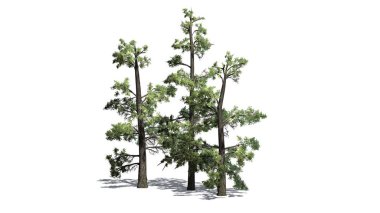 Doğu beyaz çam ağacı küme katta - beyaz arka plan üzerinde izole gölgeli