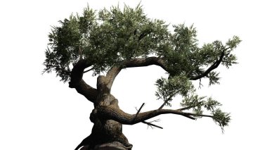 Jeffrey Pine tree in detail view - isolated on white background clipart