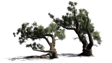 Jeffrey Pine tree küme katta - beyaz arka plan üzerinde izole gölgeli