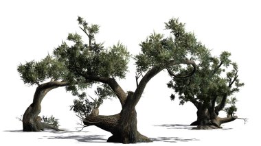 Jeffrey Pine tree küme katta - beyaz arka plan üzerinde izole gölgeli