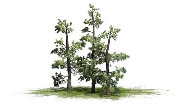 Веймутова Pine Дерево Кластера Зеленій Зоні Ізольовані Білому Тлі — стокове фото