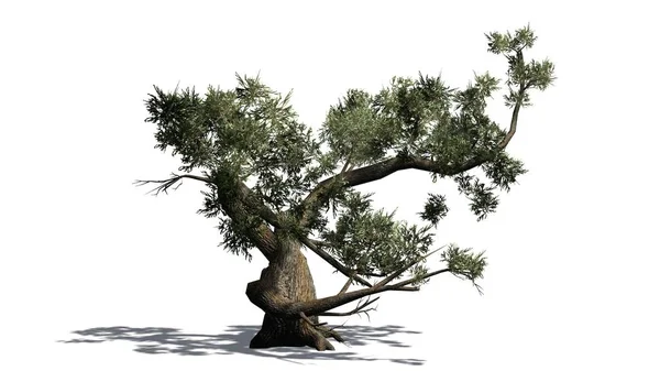 Jeffrey Pine Árvore Com Sombra Chão Isolado Fundo Branco — Fotografia de Stock
