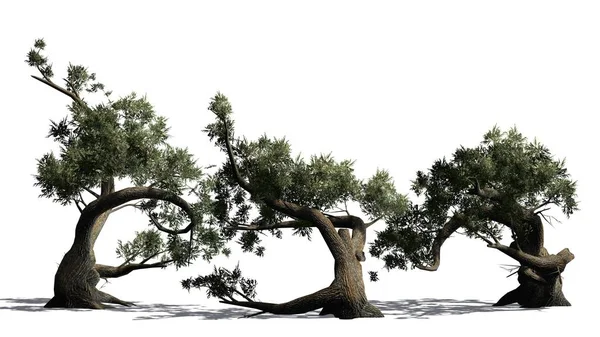 Скопление Деревьев Джеффри Пайна Тенью Полу Изолировано Белом Фоне — стоковое фото
